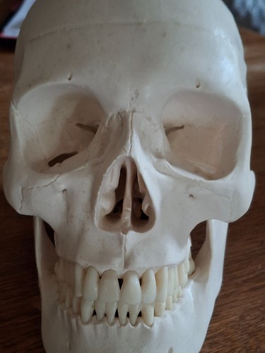 Skull anatomical student brain - anatomical,