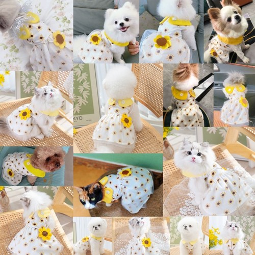 Dog princess dress cute - cute, pet