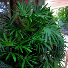 Rhapis excelsa (Bamboo Lady Palm Tree) 5 - 25 Seeds | RARE House Plant Indoor UK