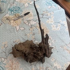 Varnished Wood knot Tree Specimen Bark rare 913g