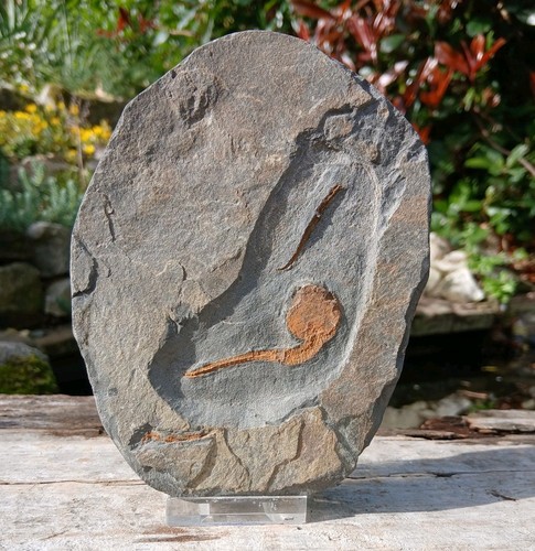 Genuine fossil carpoid - fossil,