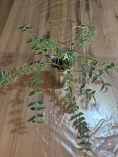 Hoya Bella Albomarginata Fresh