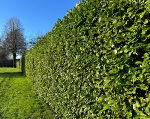 Laurel hedge seeds - hedge,