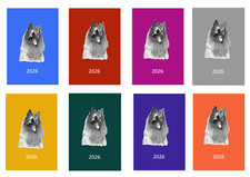 Belgian Shepherd Dog