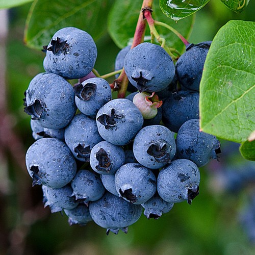 Blueberry vaccinium corymbosum - vaccinium,