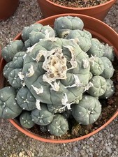 Succulent Plant cactus  LW
