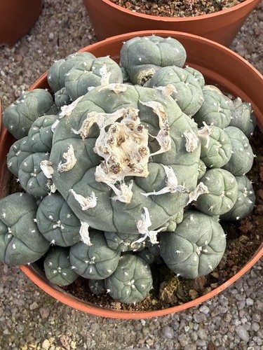 Succulent plant cactus lw - ,