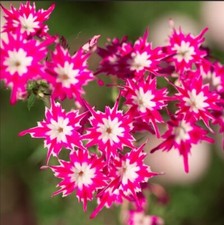 Premium Phlox seeds x30