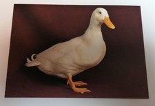 POSTCARD - Campbell White Drake Duck 7"x5" Postcard Ready To Send / Frame