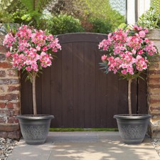 Oleander Pink 'Emilie' Bush in