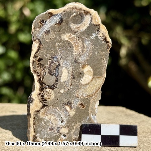 Promicroceras ammonite fossil - promicroceras,