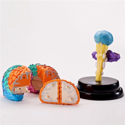 Kids teaching human brain - teaching,
