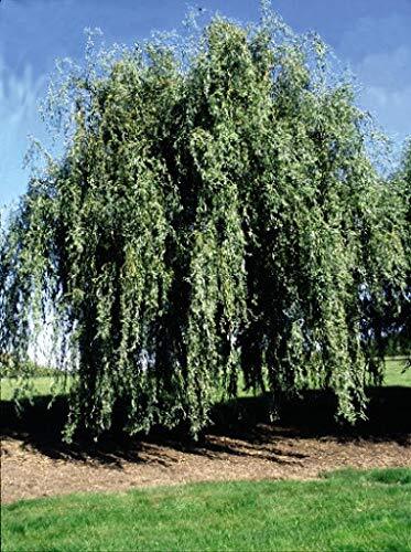 Gold weeping curly willow tree - weeping,