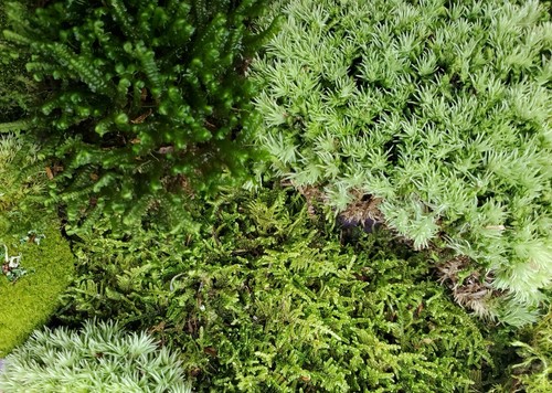 Large live moss assortment - moss, for