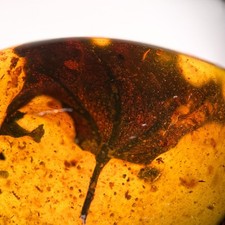 Leaf in Burmese / Burmite