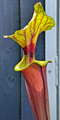 Sarracenia flava var