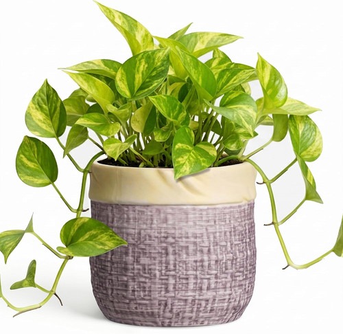 Inch planter ceramic - 6,