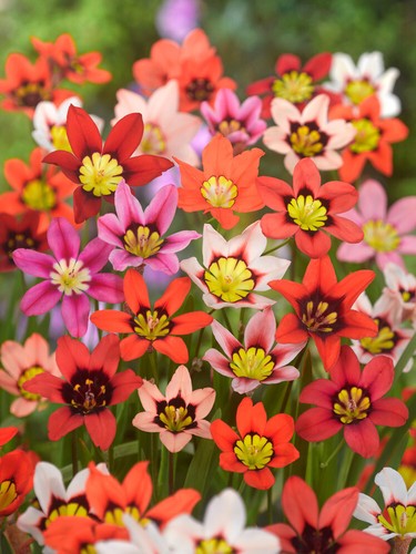 Sparaxis mixed harlequin - 20, x