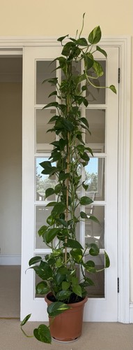 Stunning golden green pothos - stunning,