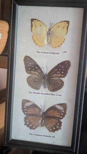 Taxidermy butterflys lemon - 3,
