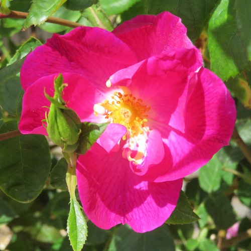 Rose climbing simply - 'climbing,