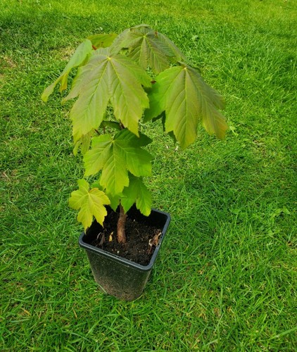 Sycamore tree sapling - sycamore,