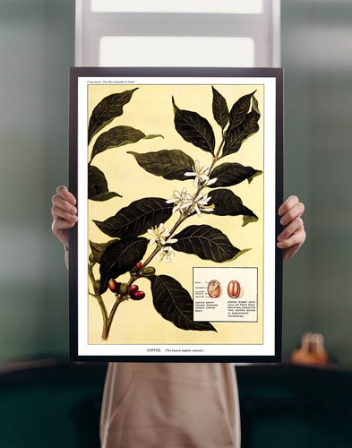 Coffee plant illustration 1923 - plant,