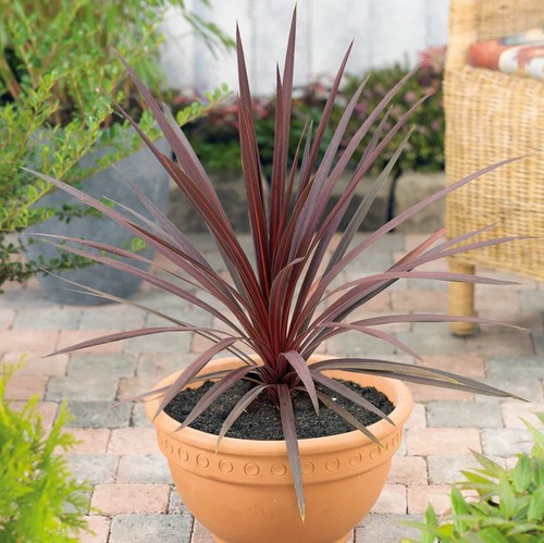 Cordyline red star 2l - 2, pot