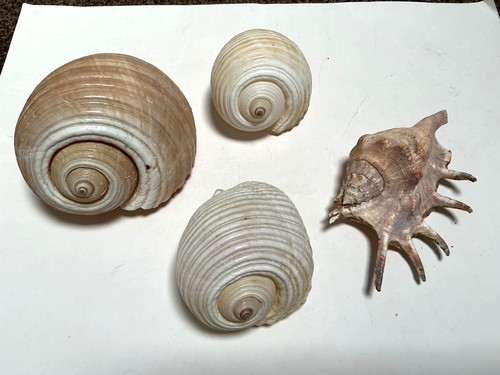 Sea shells large - large, four