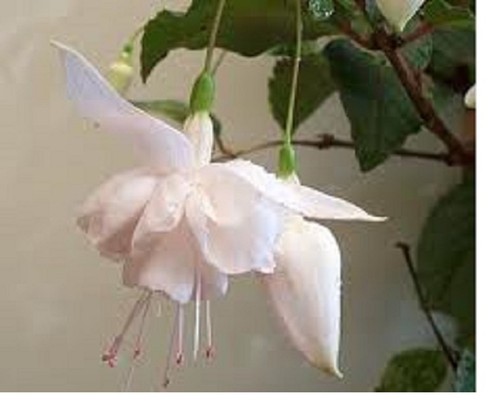 Fuchsia white king - ,