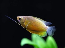 4-Pack Sunset Thicklip Gourami
