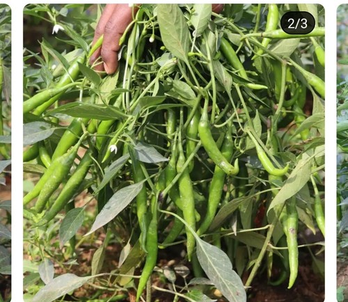 100 genuine indian - 🌶,