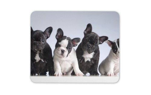 Adorable french bulldog - adorable,