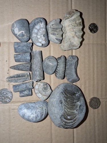 Jurassic marine fossil - jurassic,