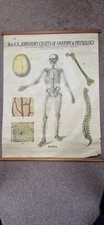 Antique W & AK Johnson Anatomy chart HUMAN BONES circa 1903 skeleton physiology