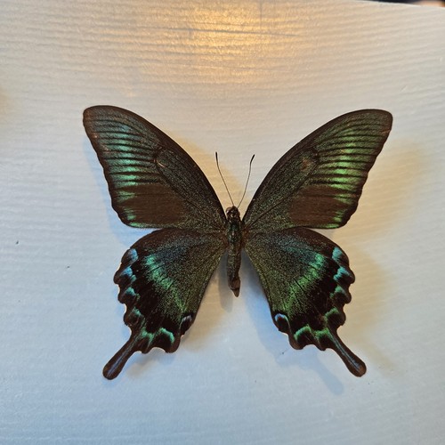 Papilio maackii set specimen - maackii,
