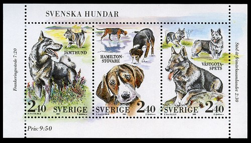 Swedish vallhund elkhound - swedish,
