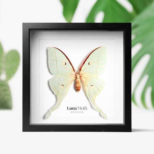 Luna moth butterfly insect - butterfly,