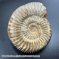 Perisphinctes Ammonite Fossil
