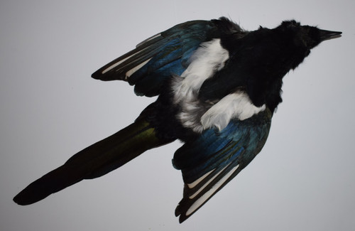 Select complete magpie skins - select,