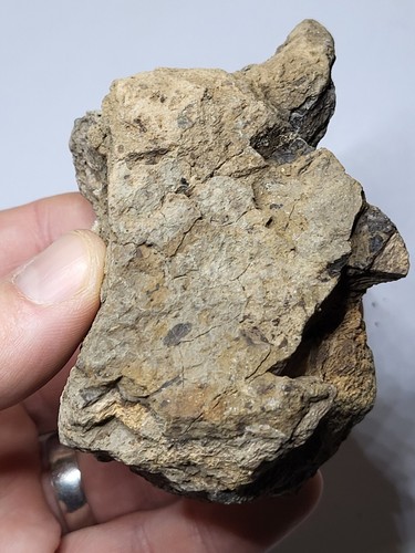 Triceratops dinosaur fossil - triceratops,