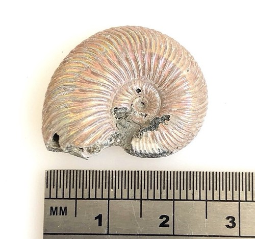Rare russian ammonite - rare,
