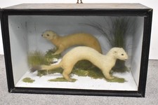 Vintage Taxidermy Short-Tailed