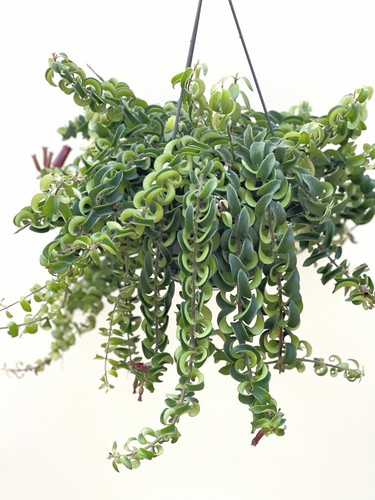 Aeschynanthus twister hanging - aeschynanthus,