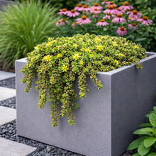 Trailing Sedum – Hardy