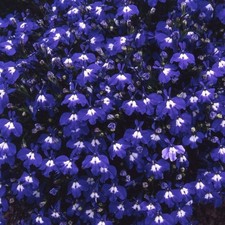 Lobelia mini plug plants
