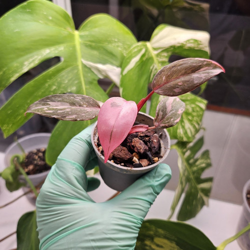Philodendron pink princess - philodendron,