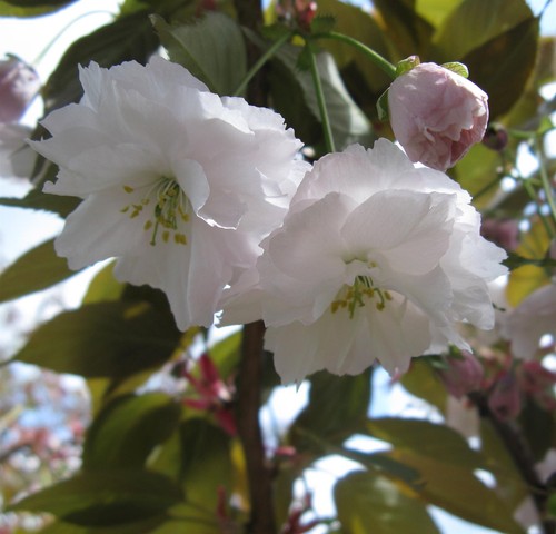 Prunus shirofugen cherry - shirofugen,