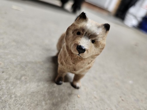 Lovely beswick cairn terrier - cairn,