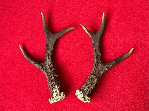 Pair roe deer - of,